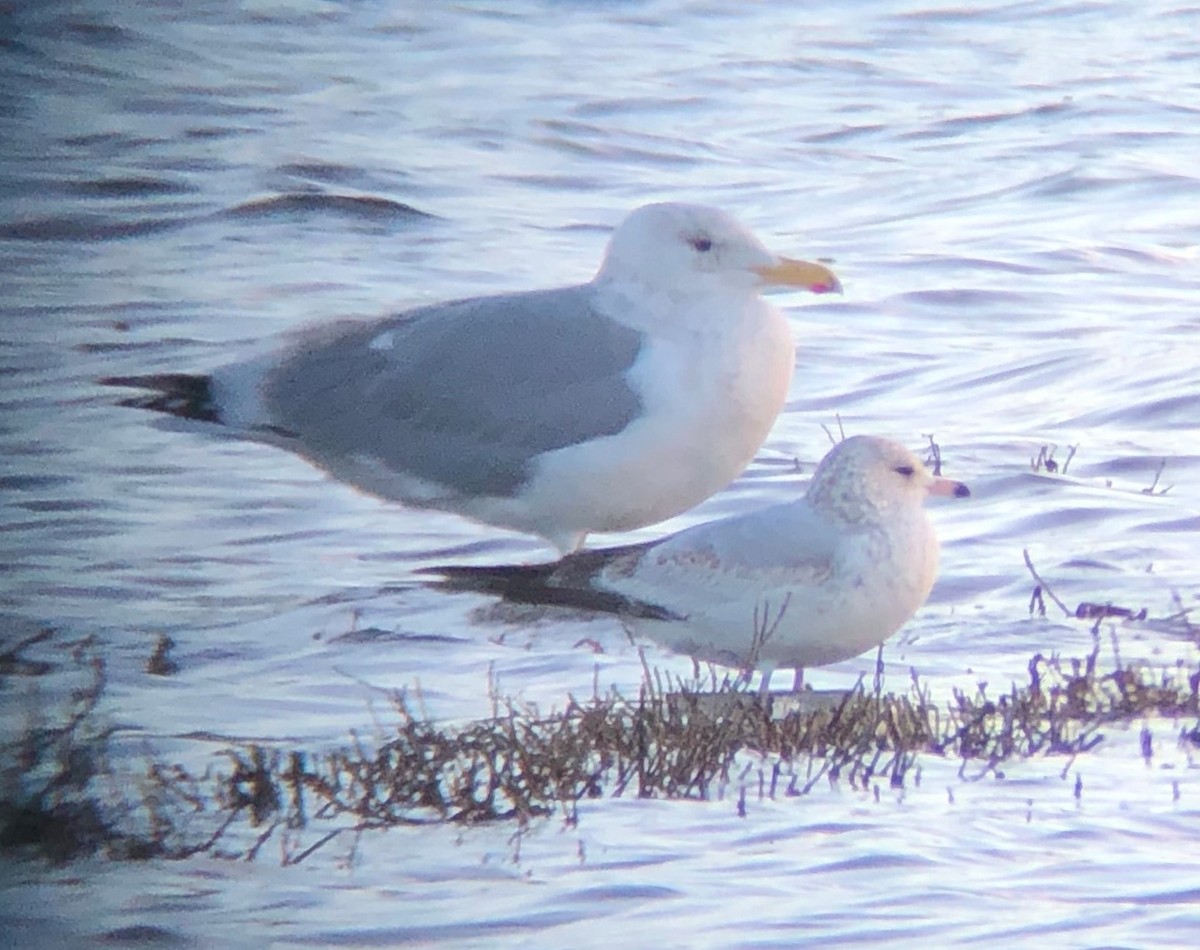 Ring-billed Gull - ML140500861