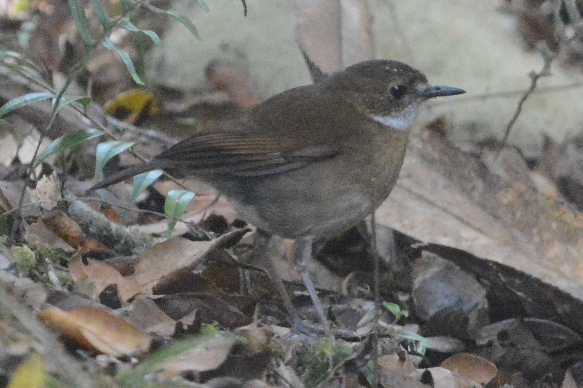 Zwergpittaschnäpper - ML140501281