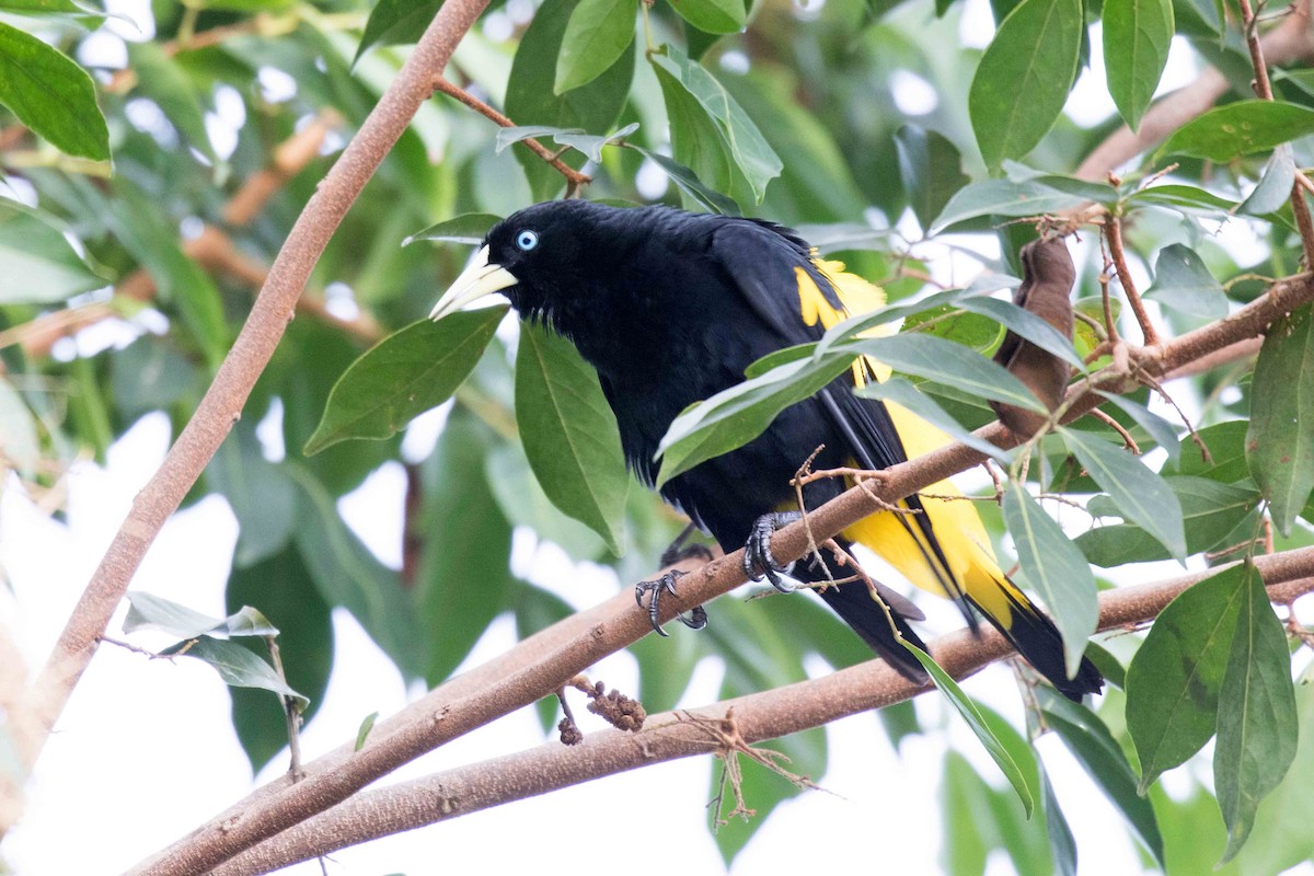 Yellow-rumped Cacique - ML140501341