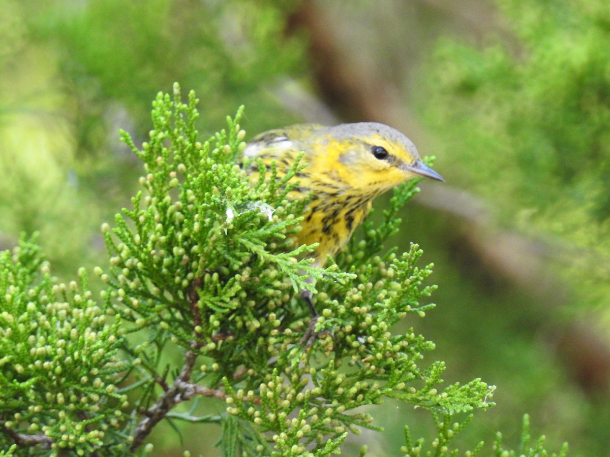 Cape May Warbler - S. K.  Jones