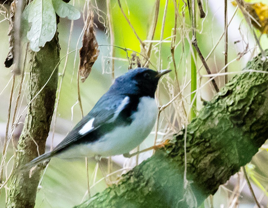 Black-throated Blue Warbler - ML140502731