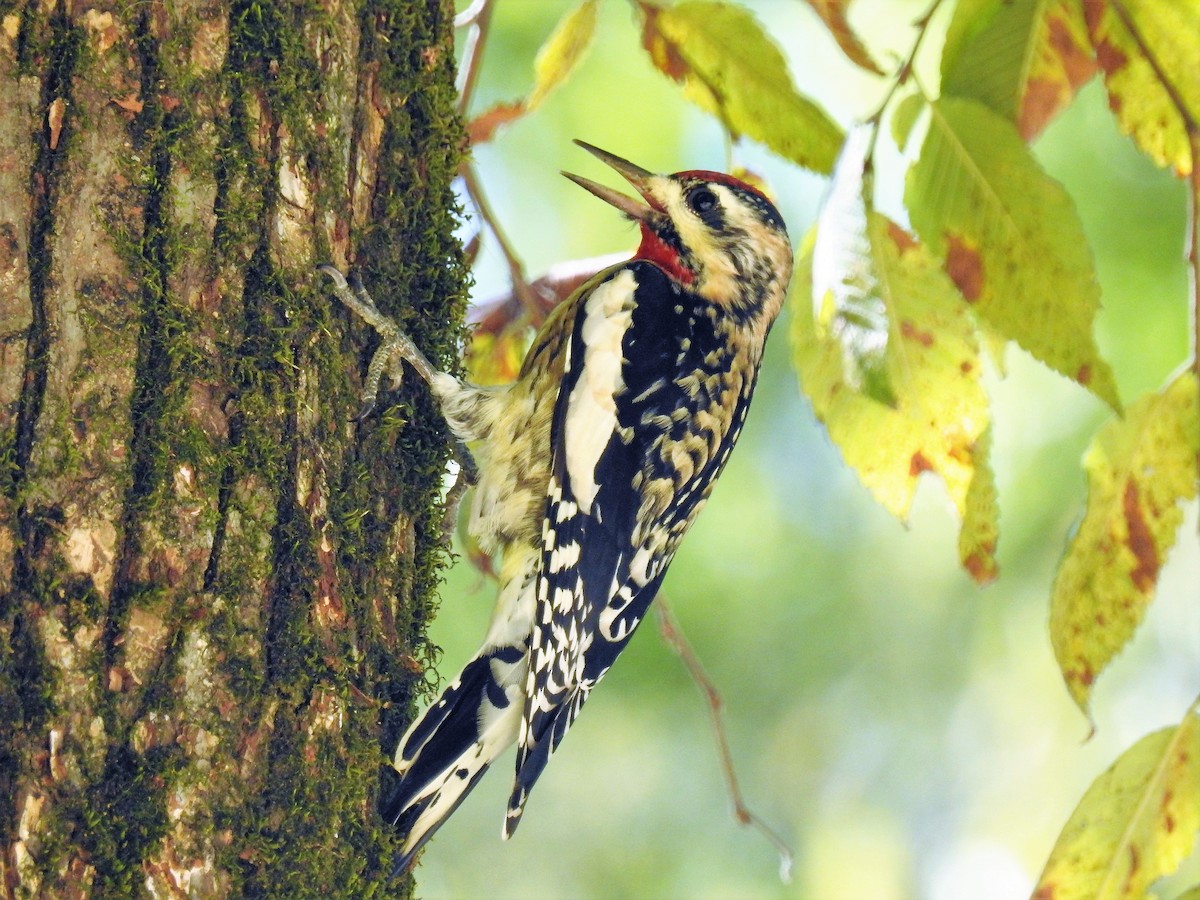 Yellow-bellied Sapsucker - ML140503291