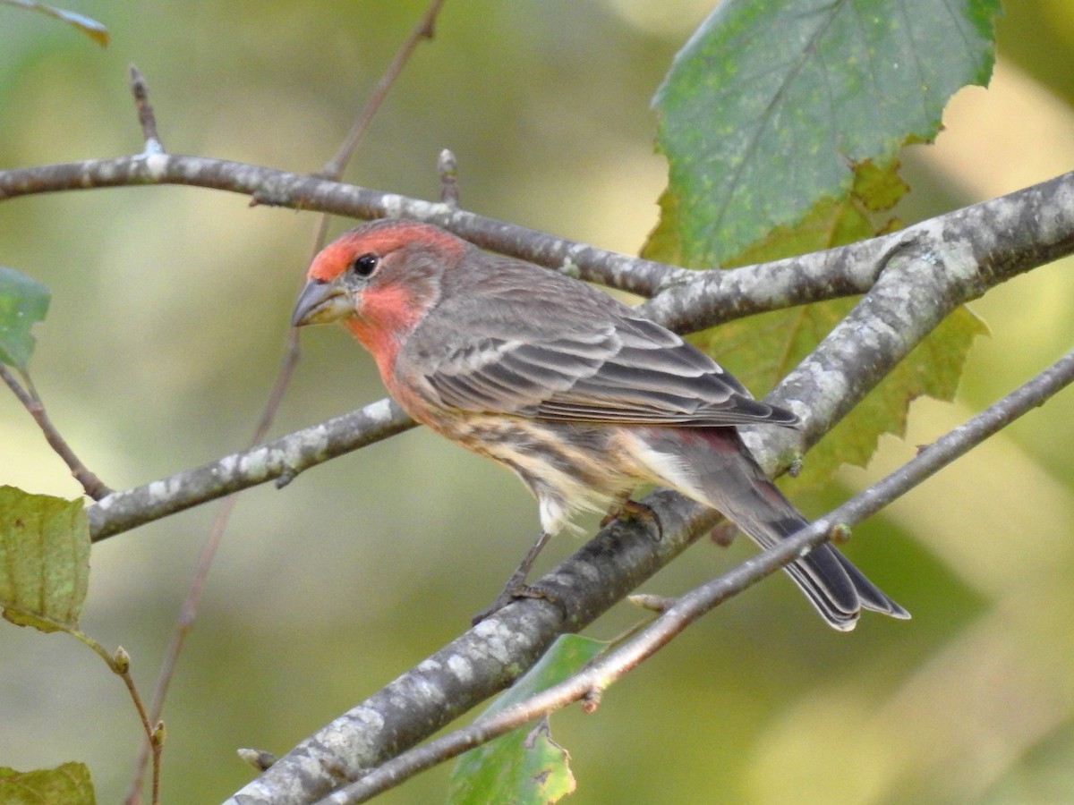 House Finch - ML140503561