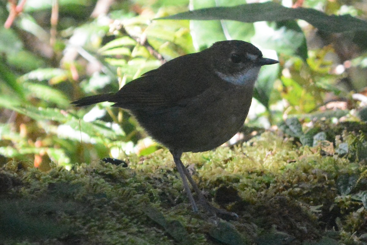 Petroica Terrestre Chica - ML140503601