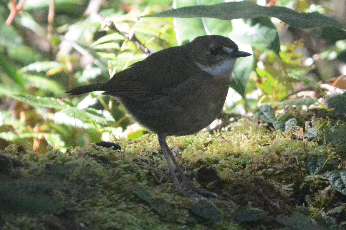 Petroica Terrestre Chica - ML140503611