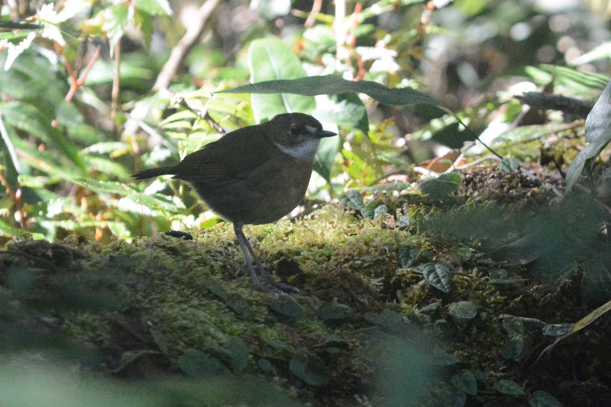 Petroica Terrestre Chica - ML140503631