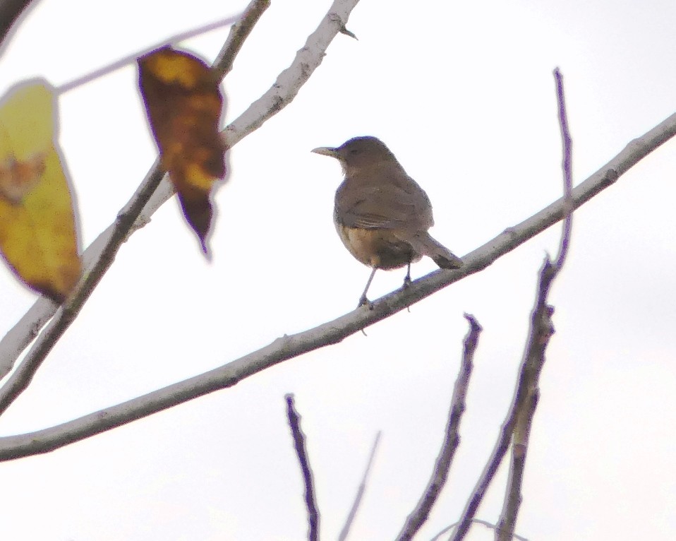 Clay-colored Thrush - ML140504211