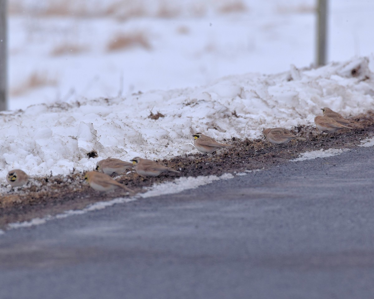 Horned Lark - ML140504441