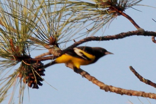 Scott's Oriole - ML140505021