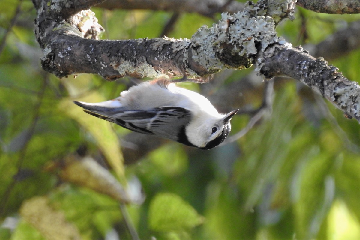 White-breasted Nuthatch - S. K.  Jones