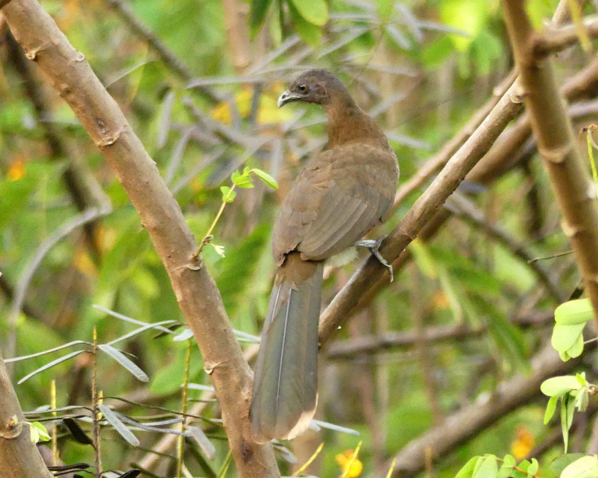 Gray-headed Chachalaca - ML140506191