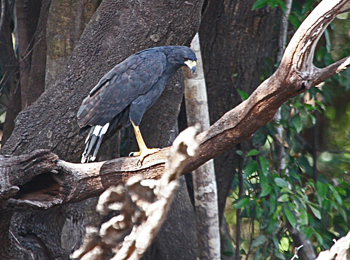 Great Black Hawk - ML140506591