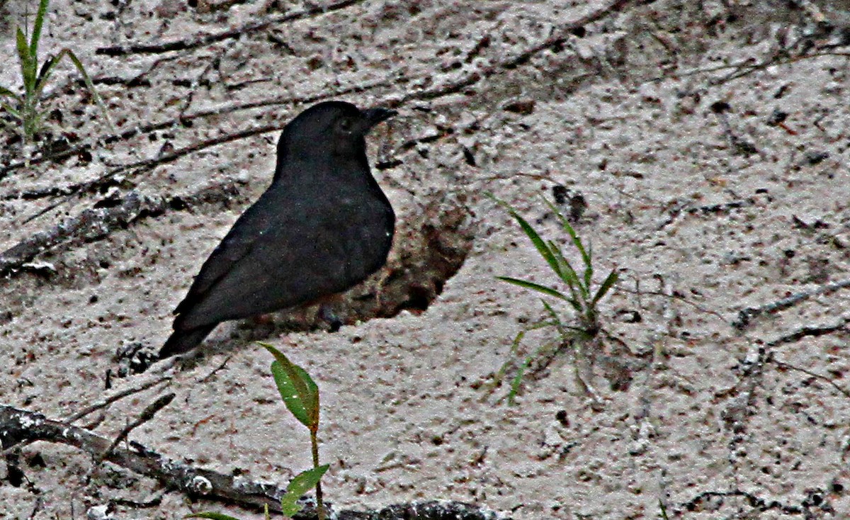 Swallow-winged Puffbird - ML140506911