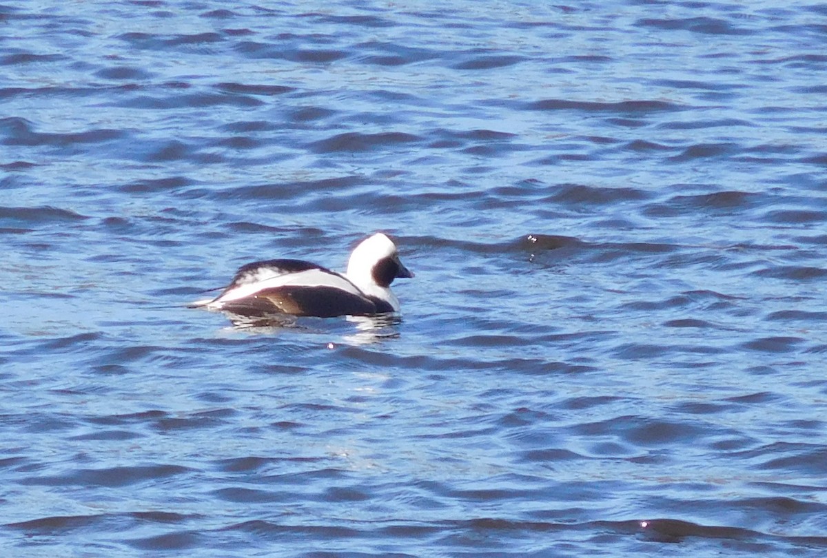 Long-tailed Duck - ML140507031