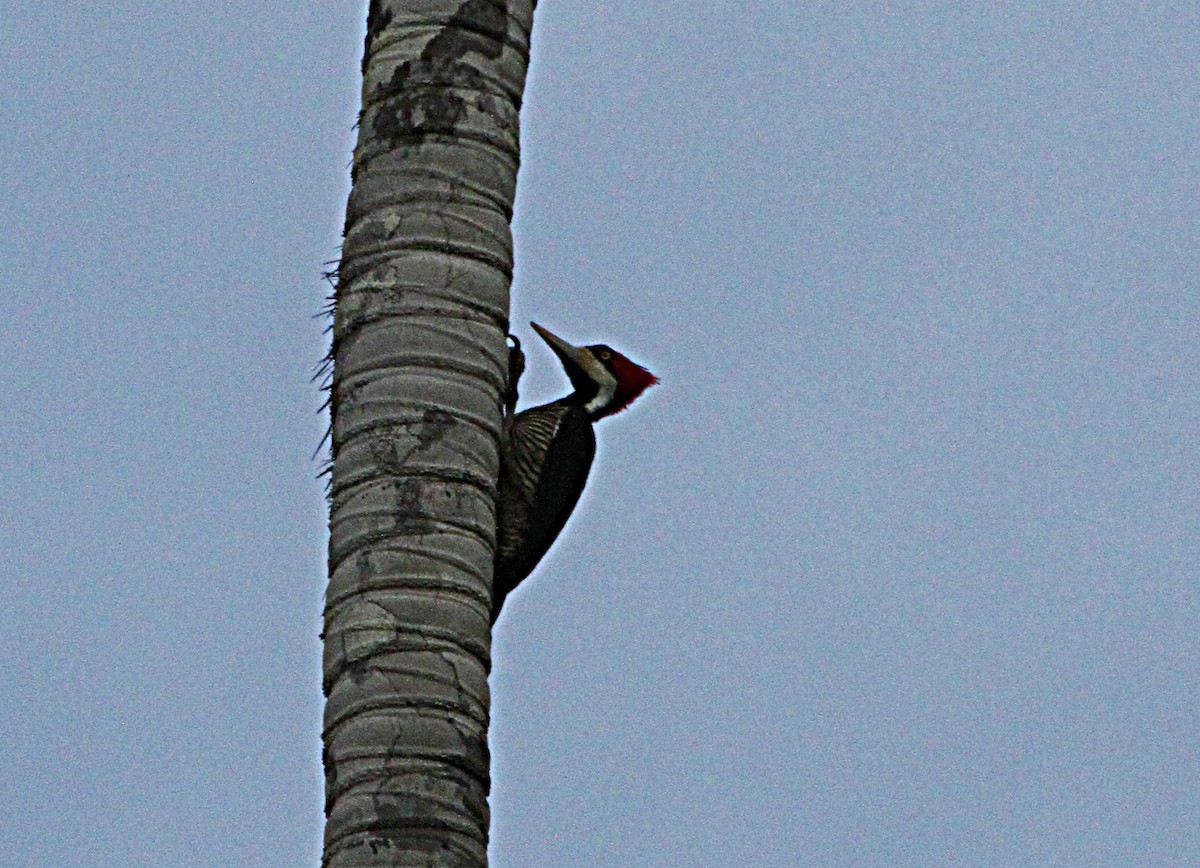 Lineated Woodpecker - ML140507221