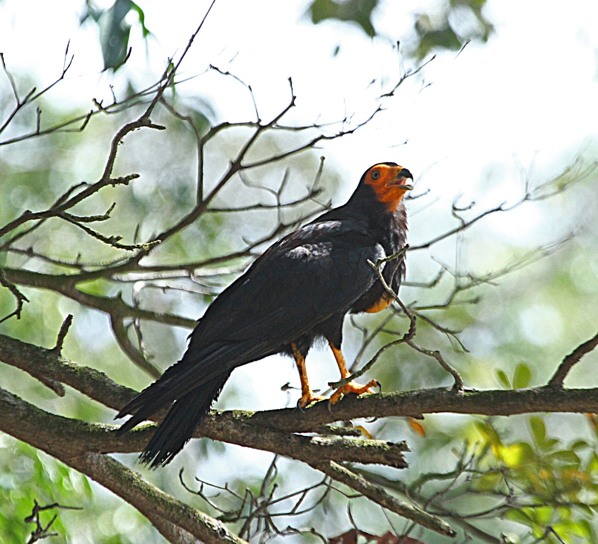 Caracara Negro - ML140507251