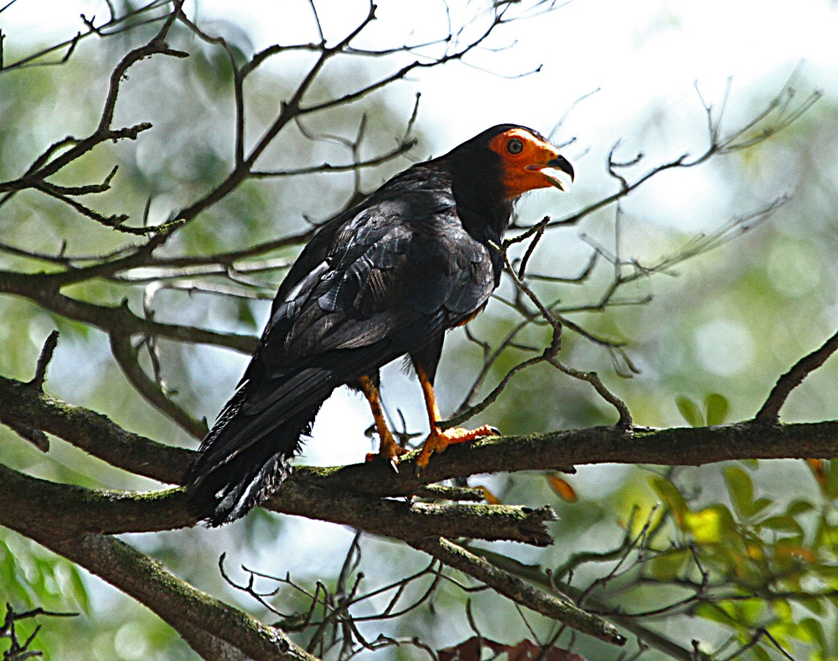 Caracara Negro - ML140507261