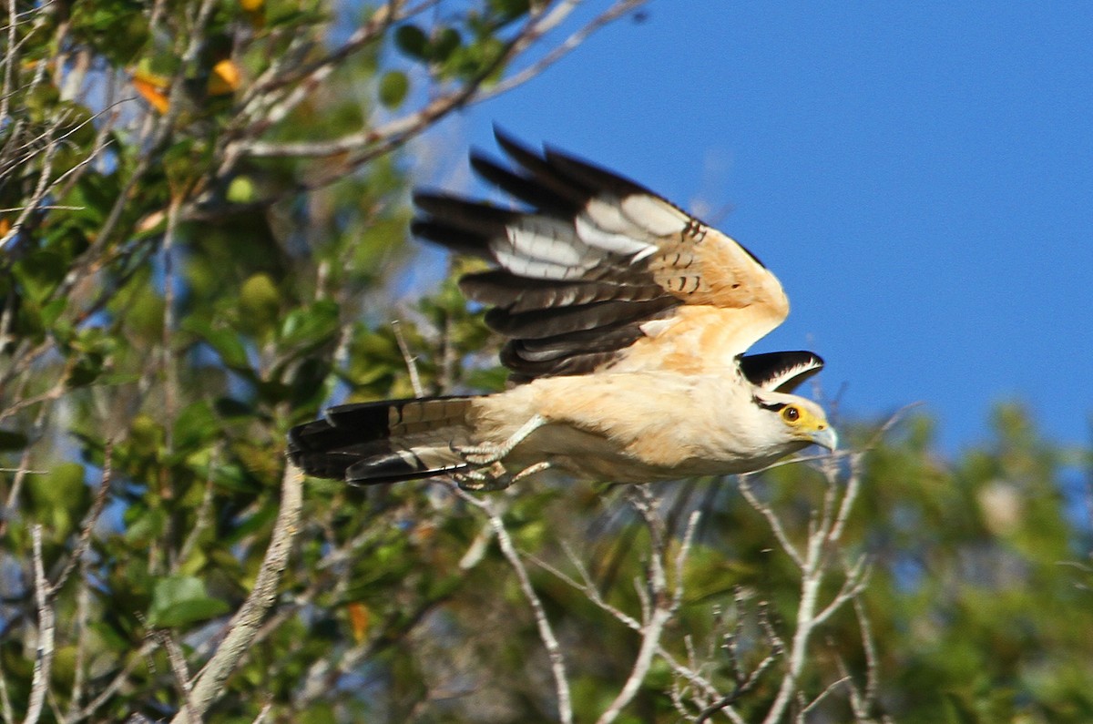 Caracara Chimachima - ML140507281