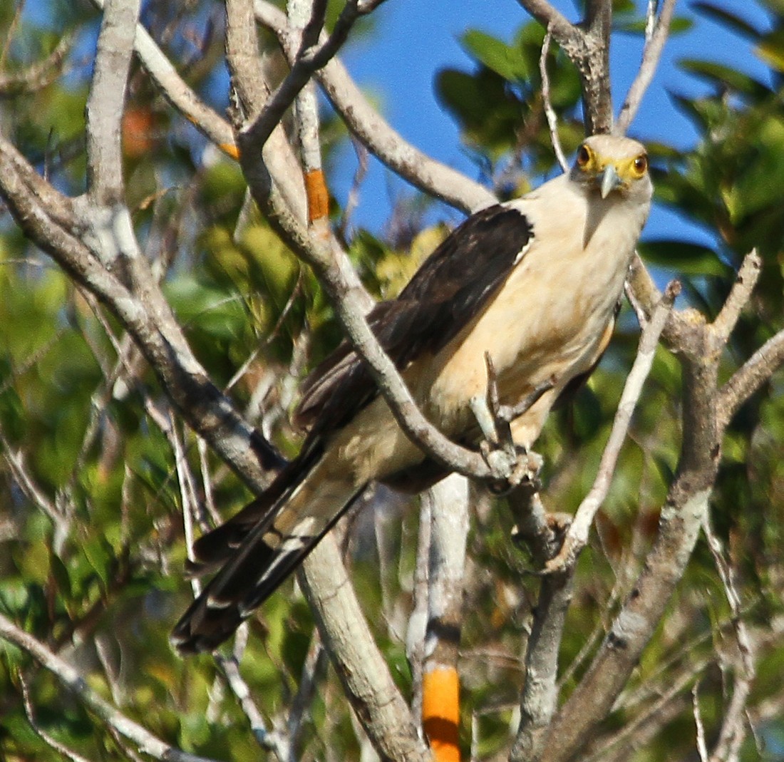 Yellow-headed Caracara - ML140507291