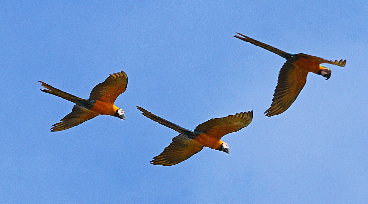 Guacamayo Azuliamarillo - ML140507361