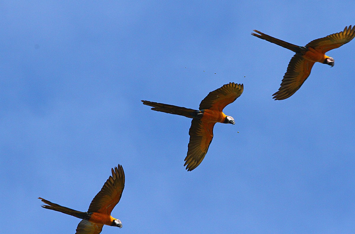 Blue-and-yellow Macaw - Douglas Jeffries