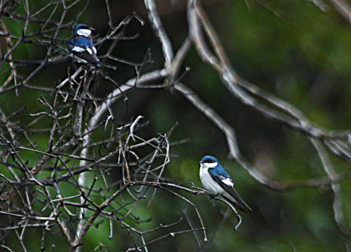 White-winged Swallow - Douglas Jeffries