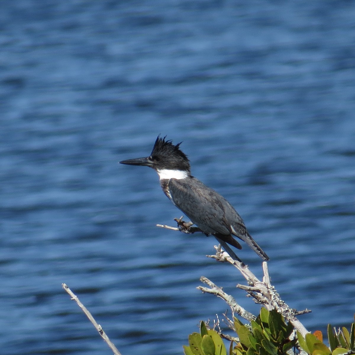 Belted Kingfisher - ML140508141