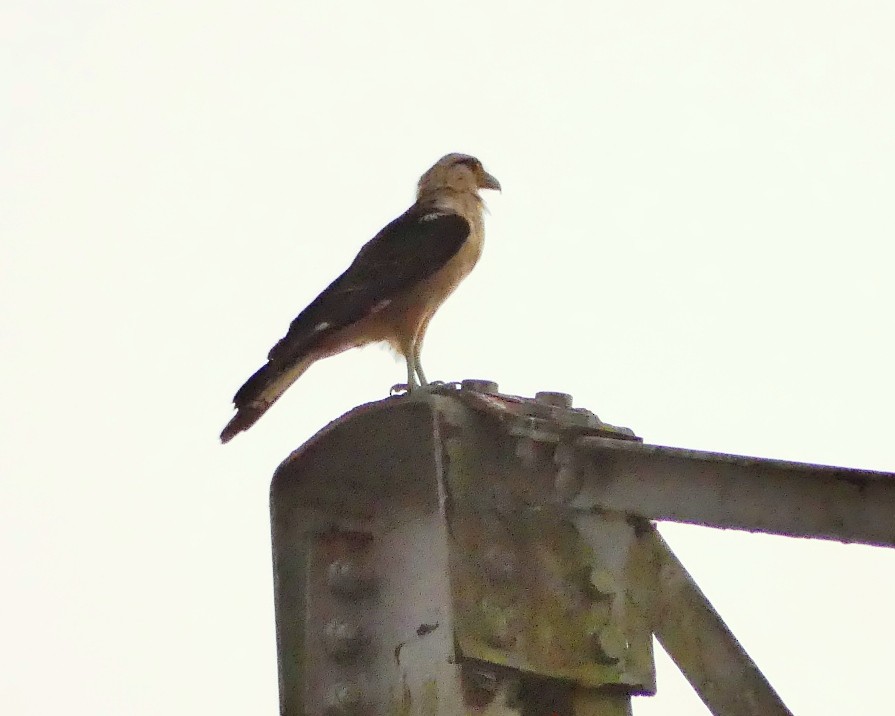 Caracara Chimachima - ML140508161