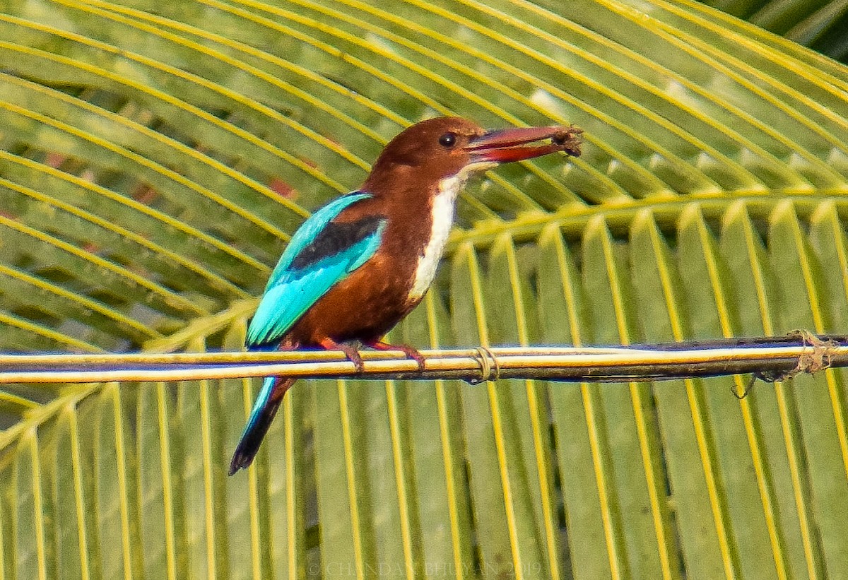 White-throated Kingfisher - Chandan Bhuyan