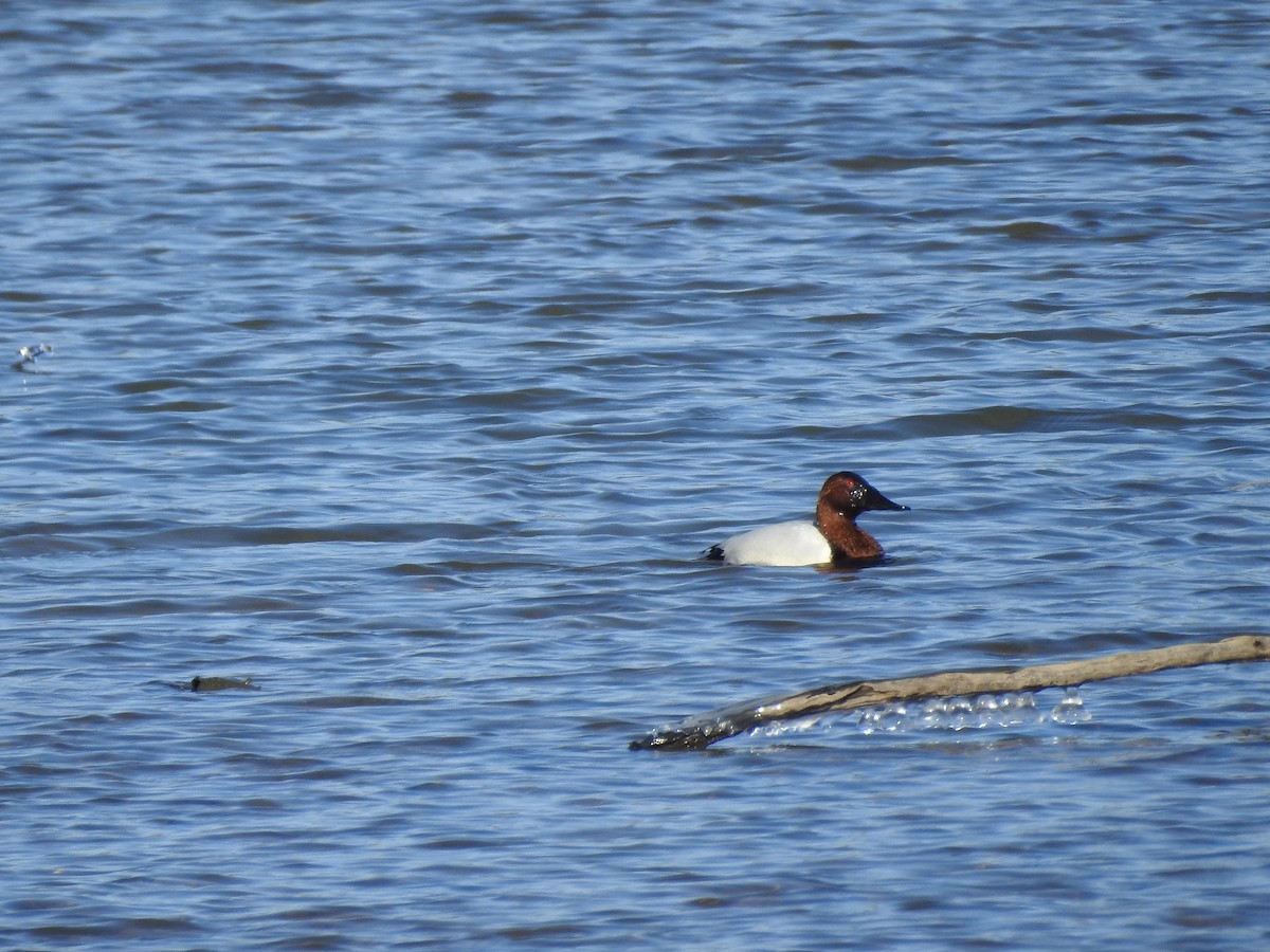 Canvasback - ML140508811