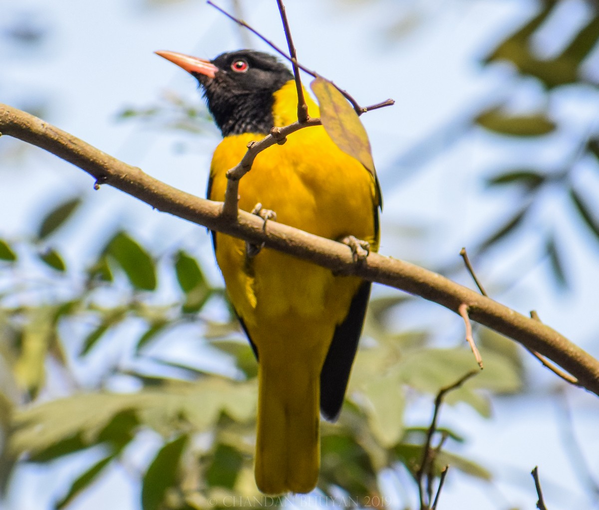 Black-hooded Oriole - ML140508911
