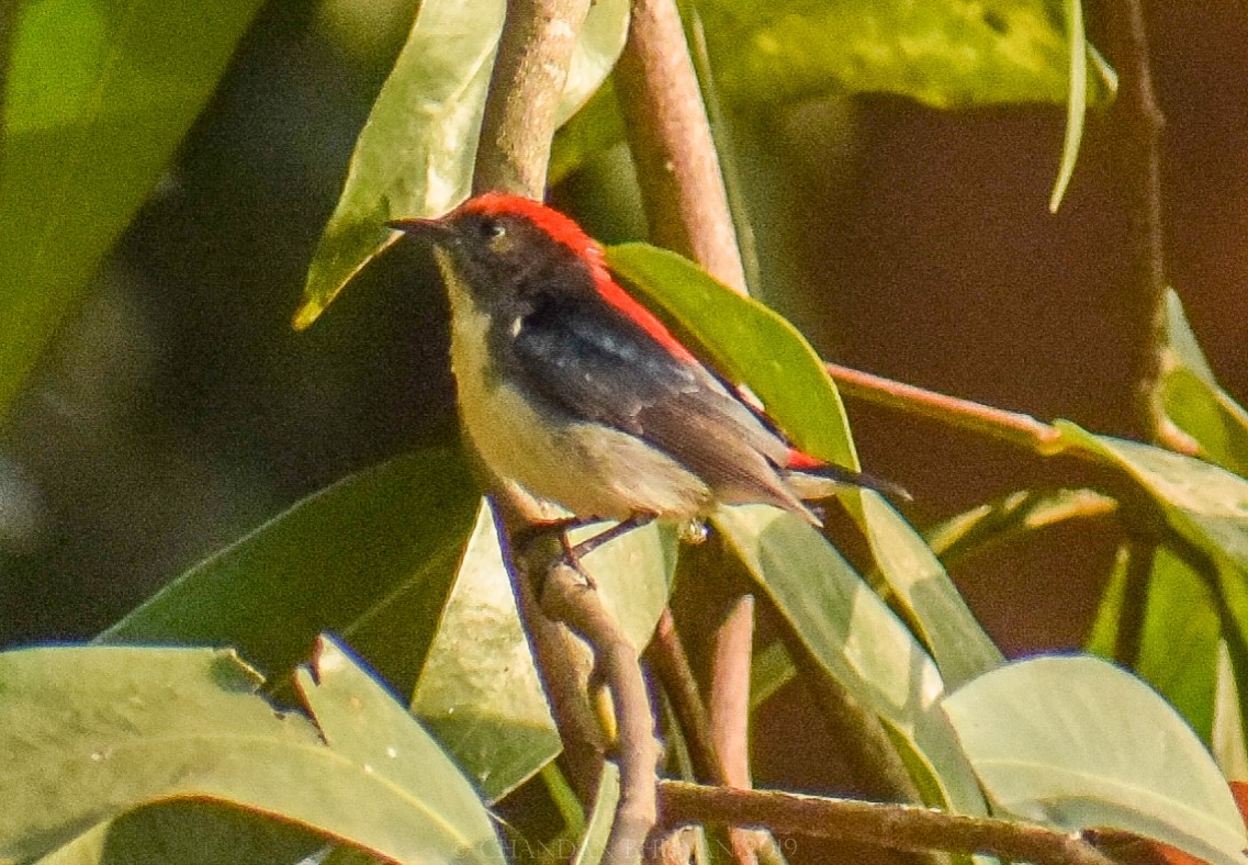 Scarlet-backed Flowerpecker - ML140508981