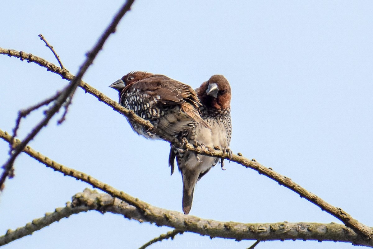 Scaly-breasted Munia - ML140509111