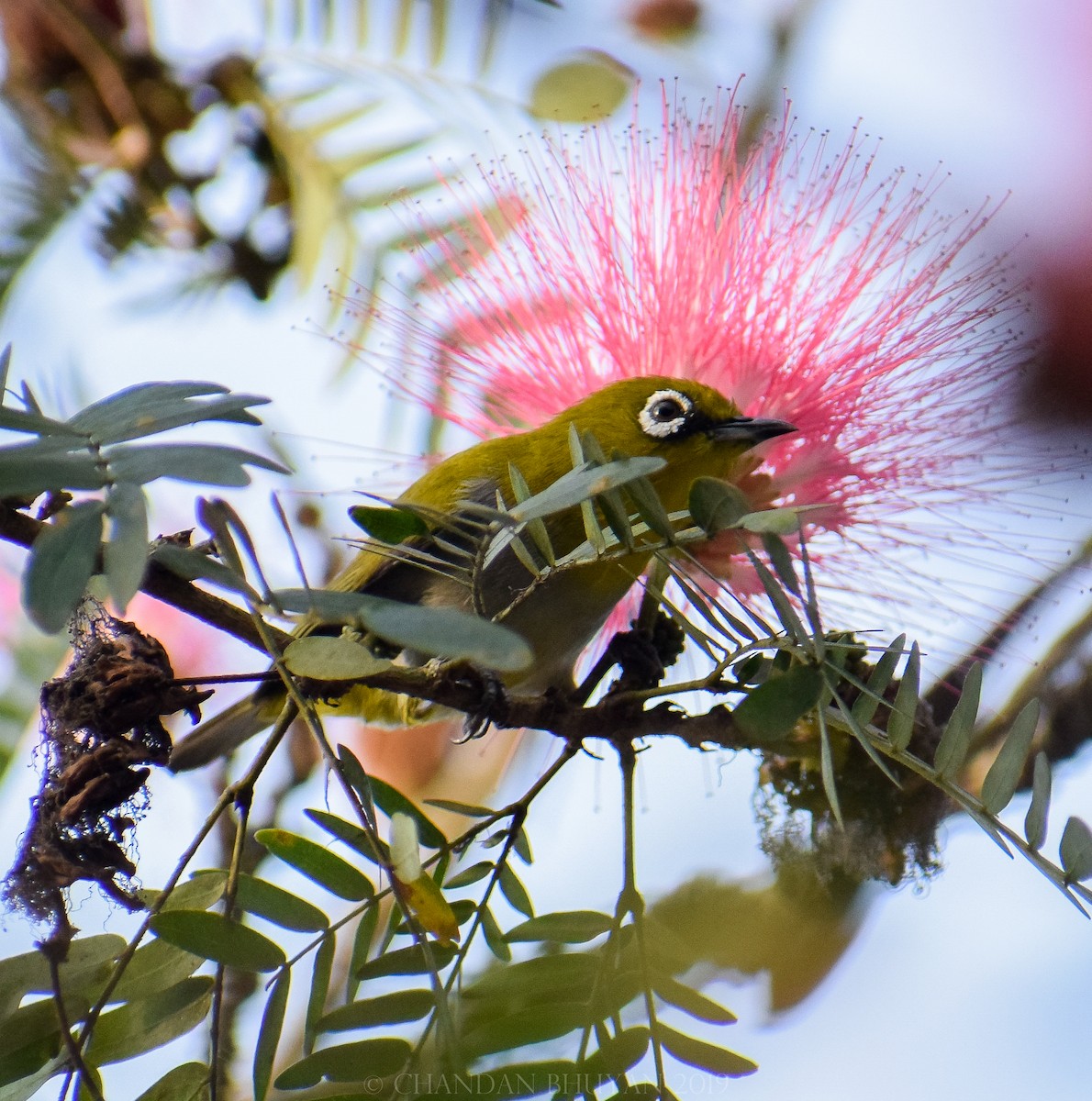Indian White-eye - ML140509171