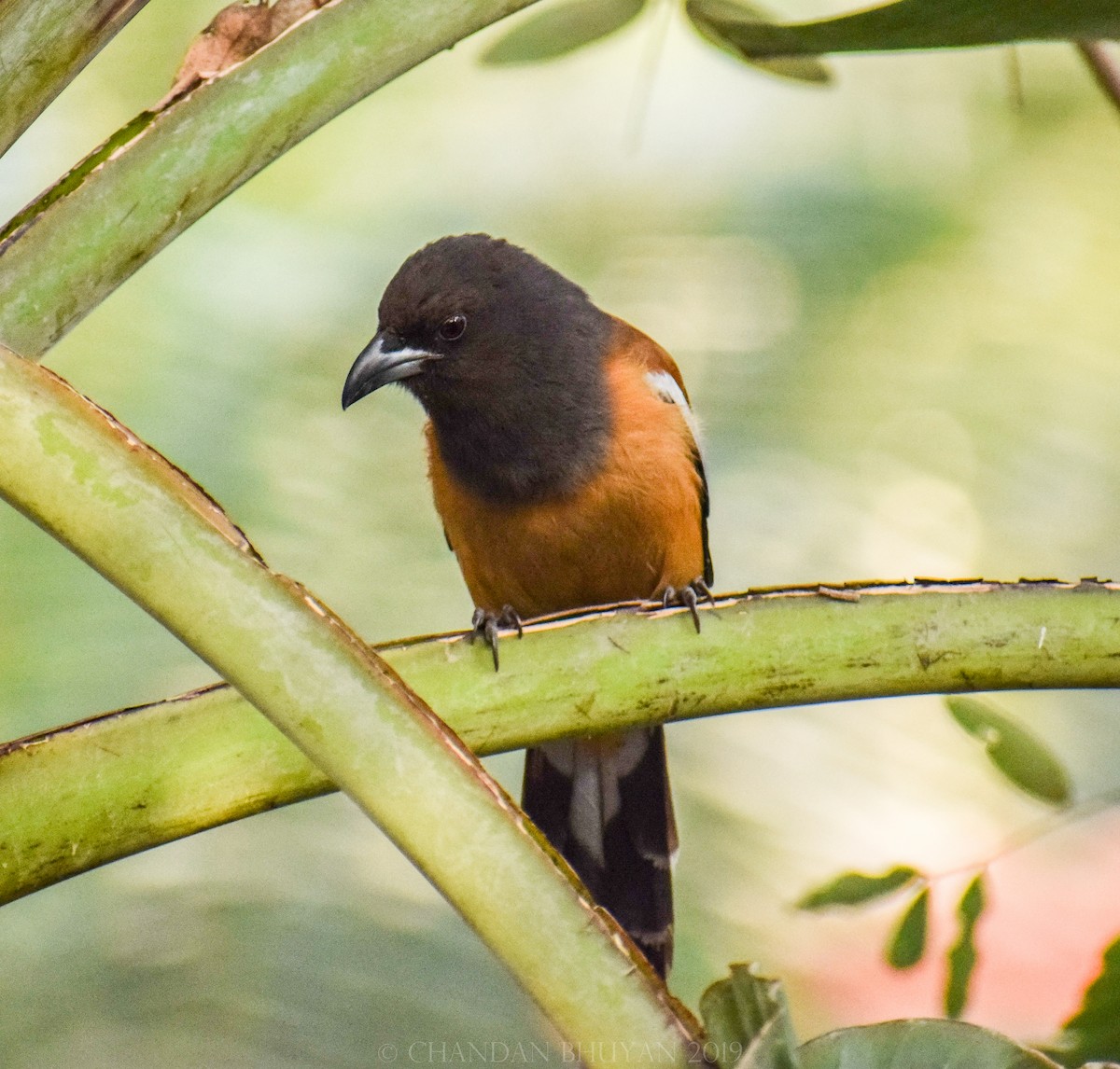 Rufous Treepie - ML140509261