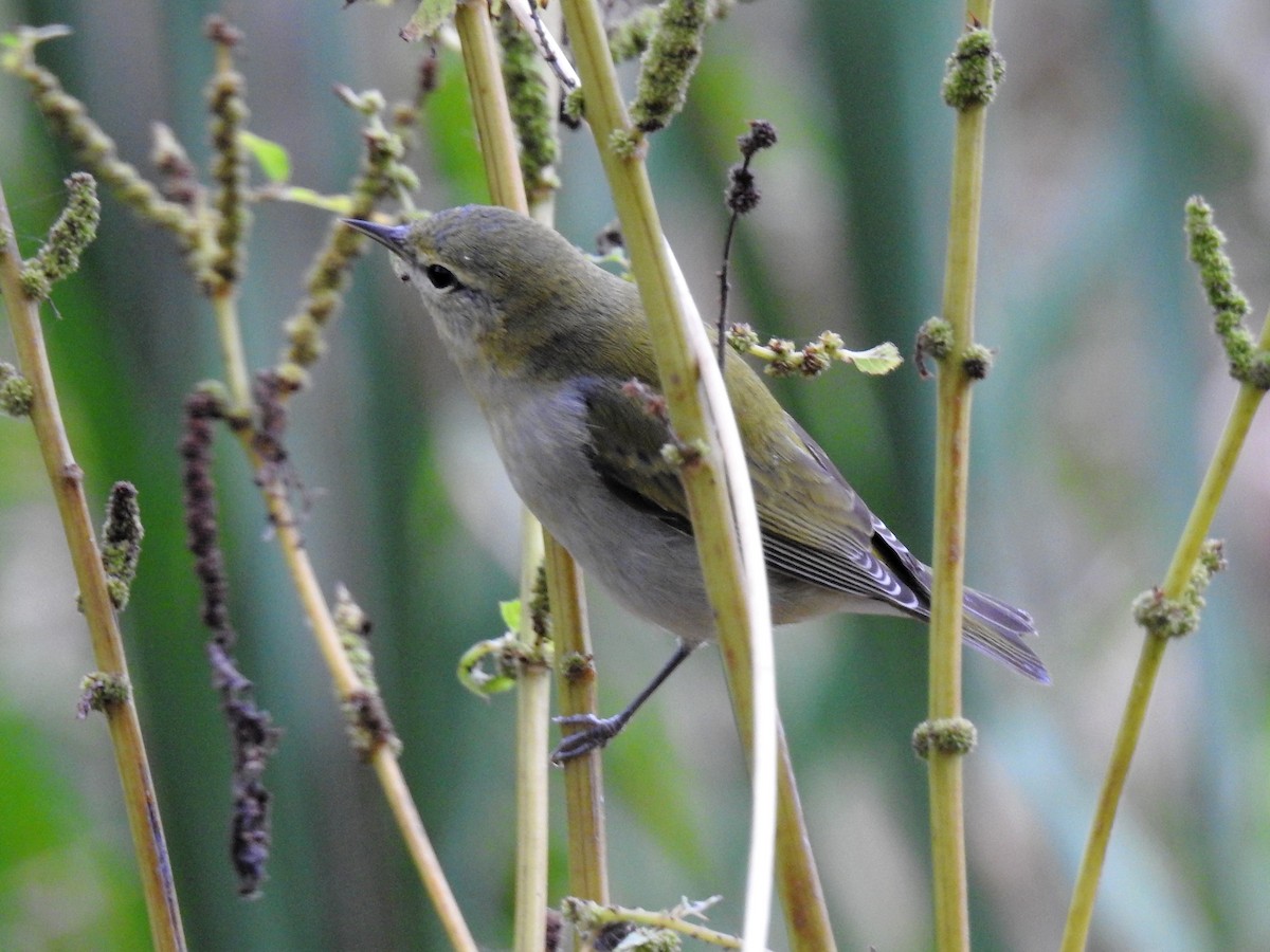 Tennessee Warbler - S. K.  Jones