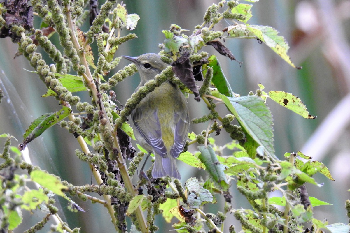 Tennessee Warbler - S. K.  Jones