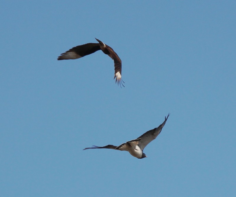 Caracara huppé (cheriway) - ML140509781