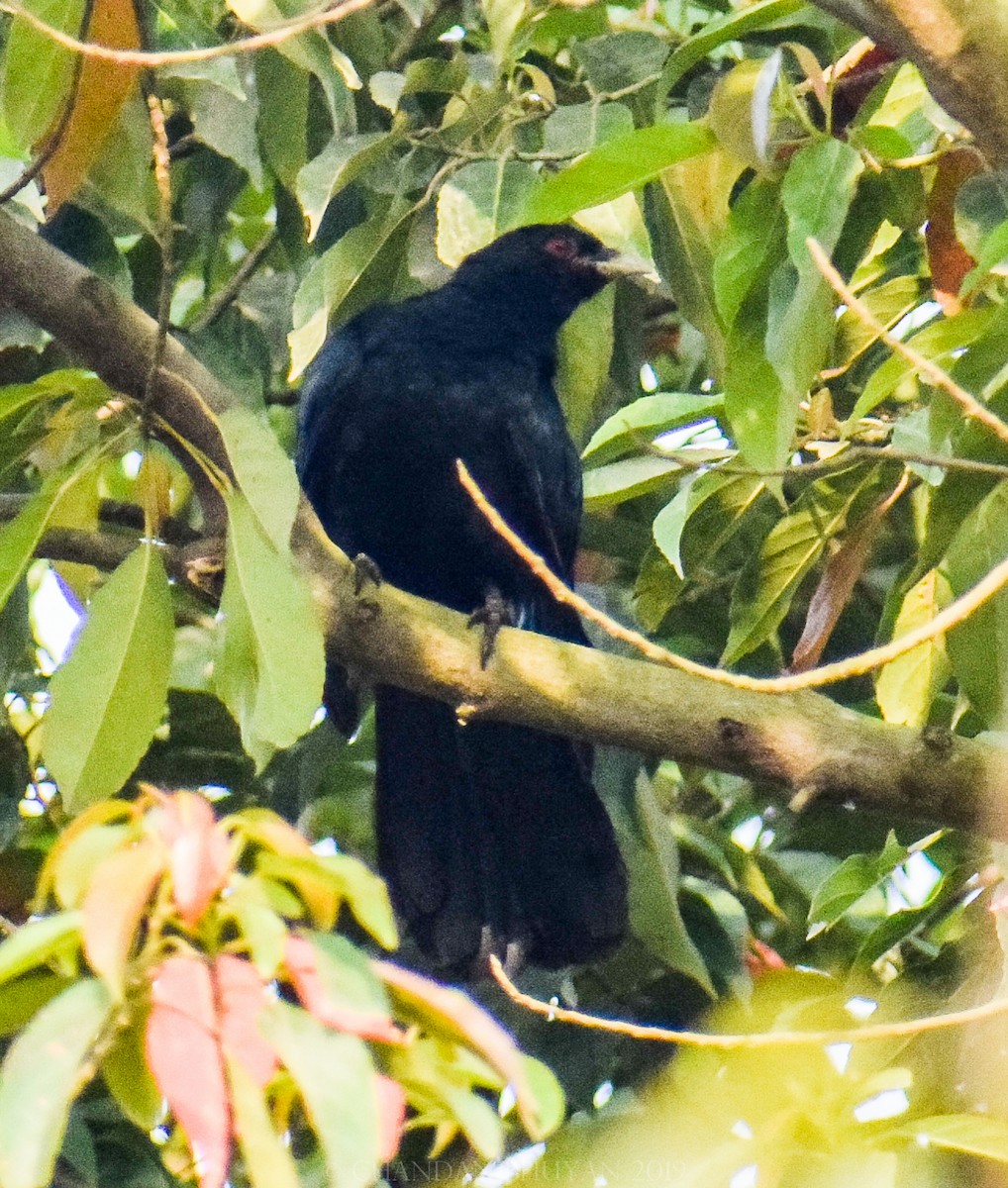 Asian Koel - ML140509791