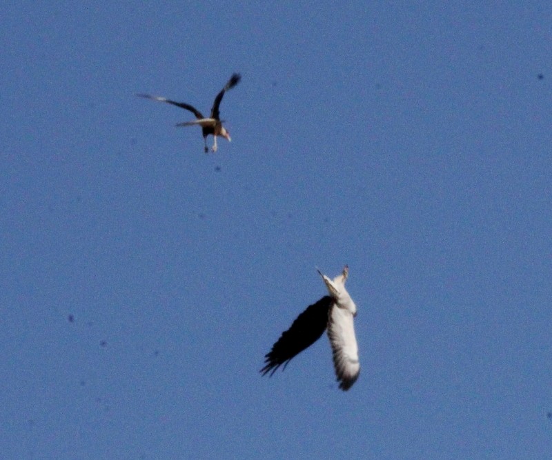 Buse à queue blanche - ML140509831