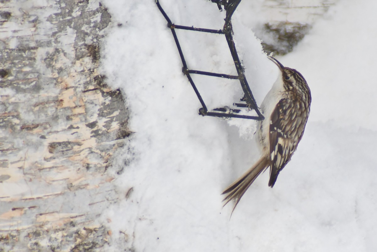 Brown Creeper - ML140510281