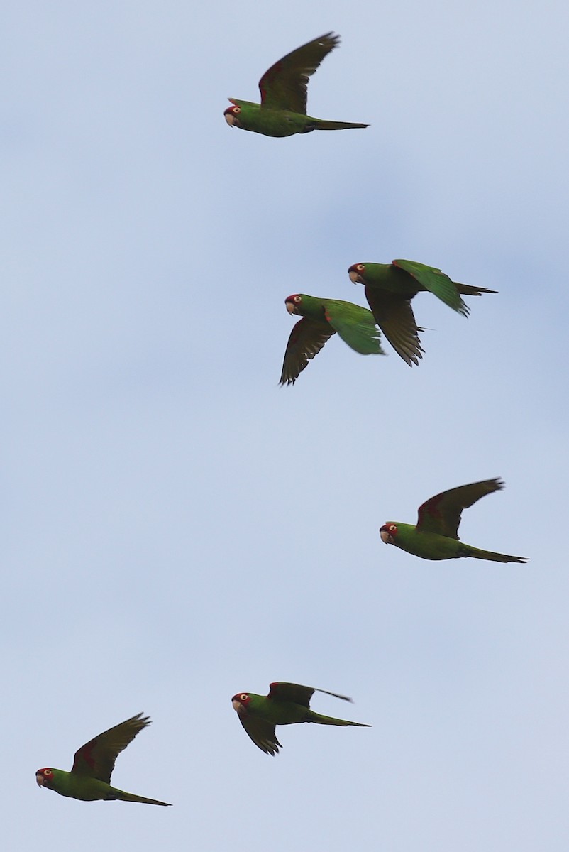 Conure à tête rouge - ML140513261