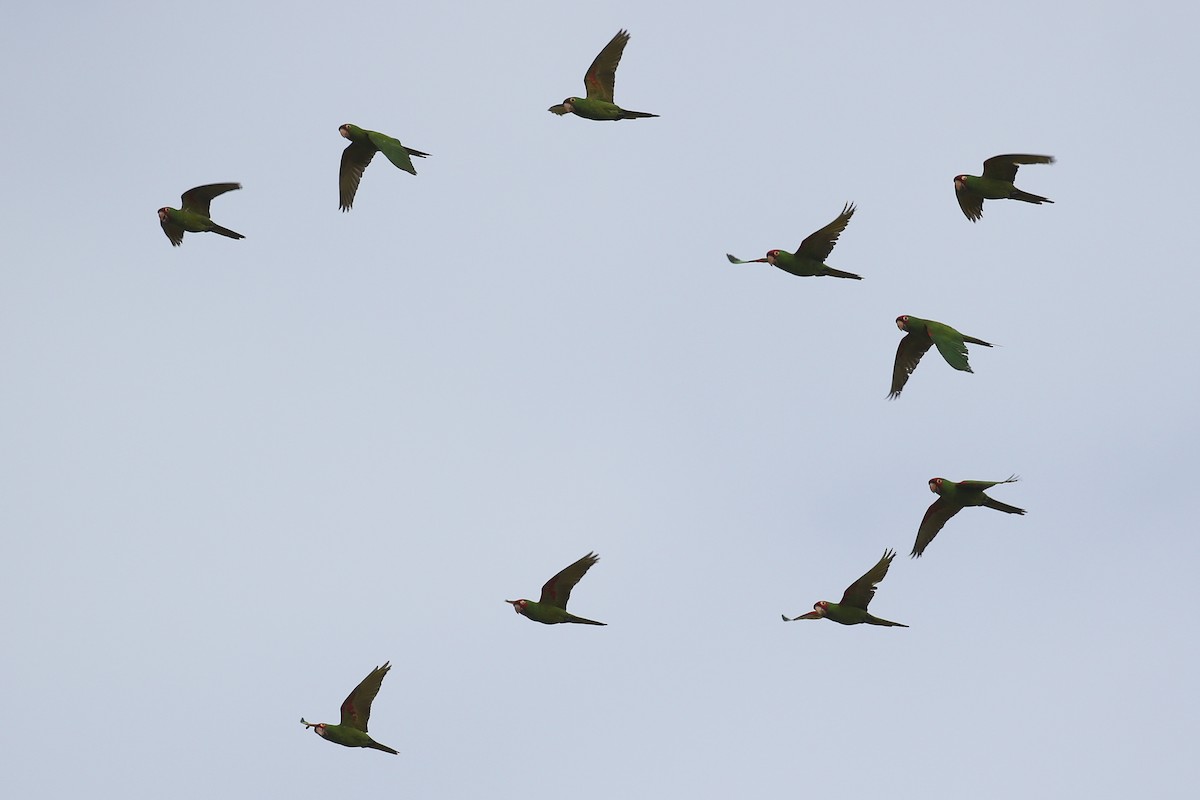 Red-masked Parakeet - ML140513291