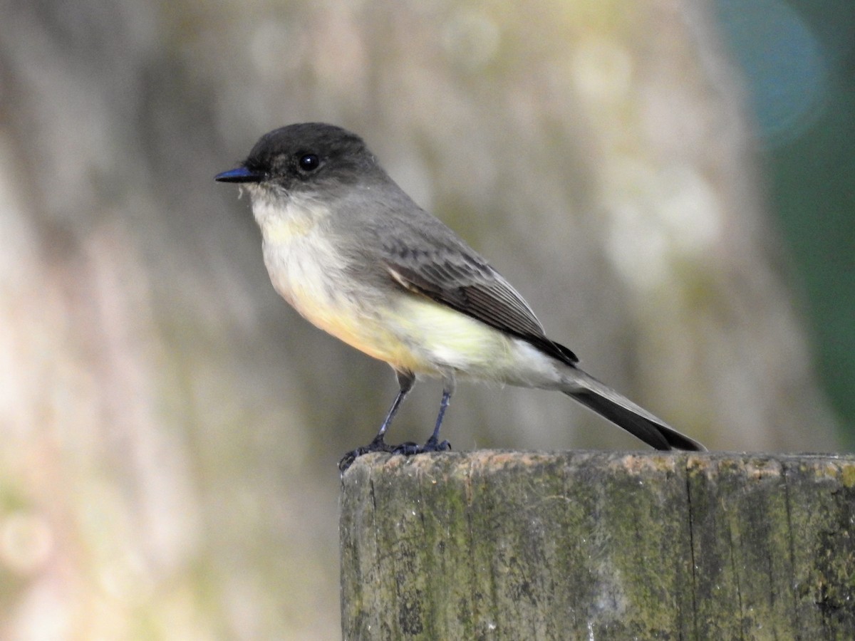 Eastern Phoebe - S. K.  Jones