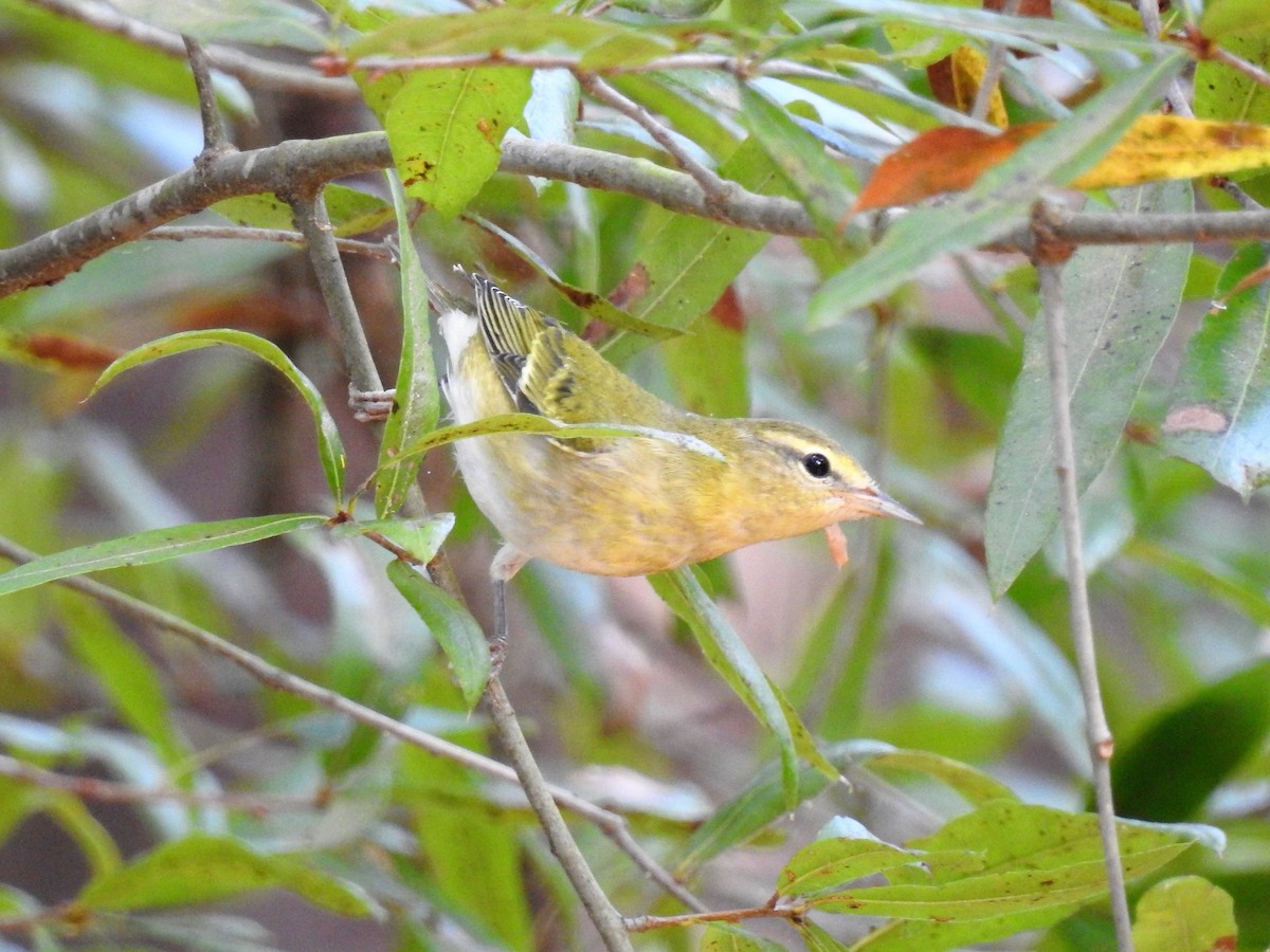 Tennessee Warbler - S. K.  Jones