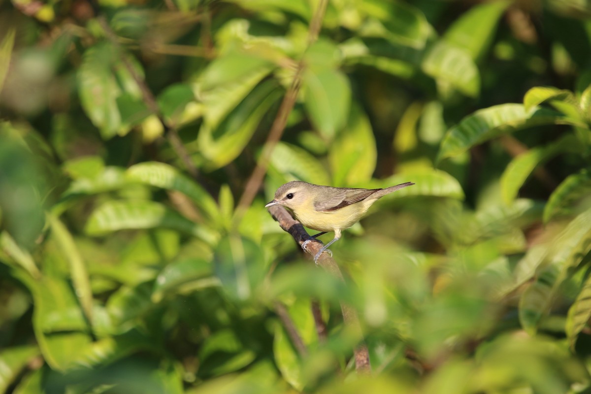 Vireo de Filadelfia - ML140514041