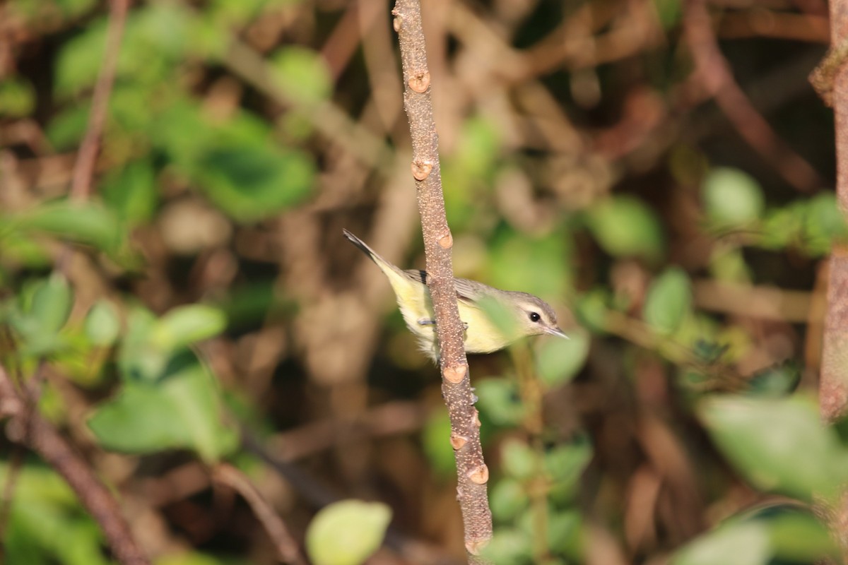 Philadelphia Vireo - ML140514051