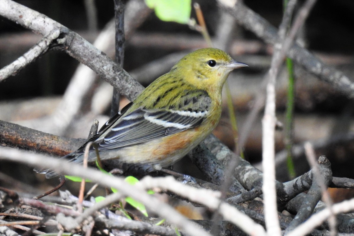 Bay-breasted Warbler - ML140514721