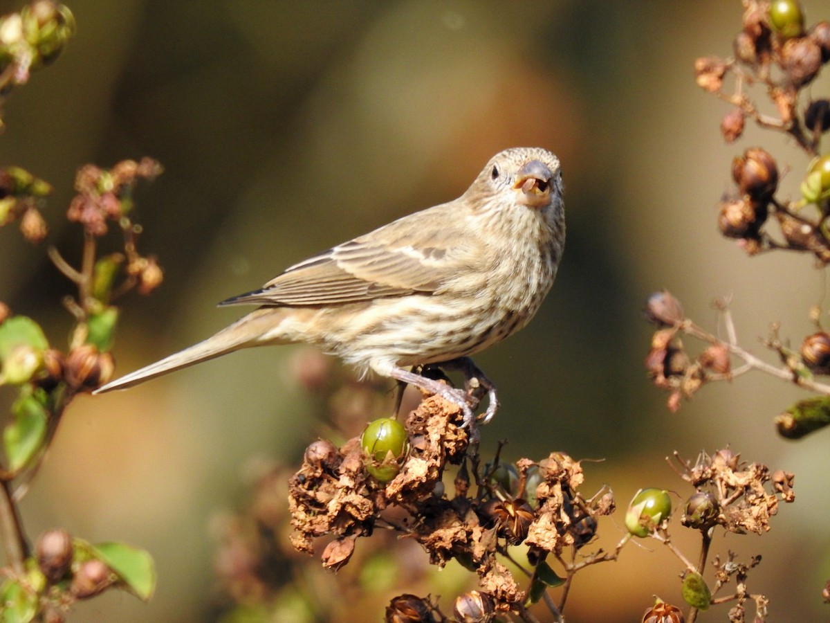 House Finch - ML140514791