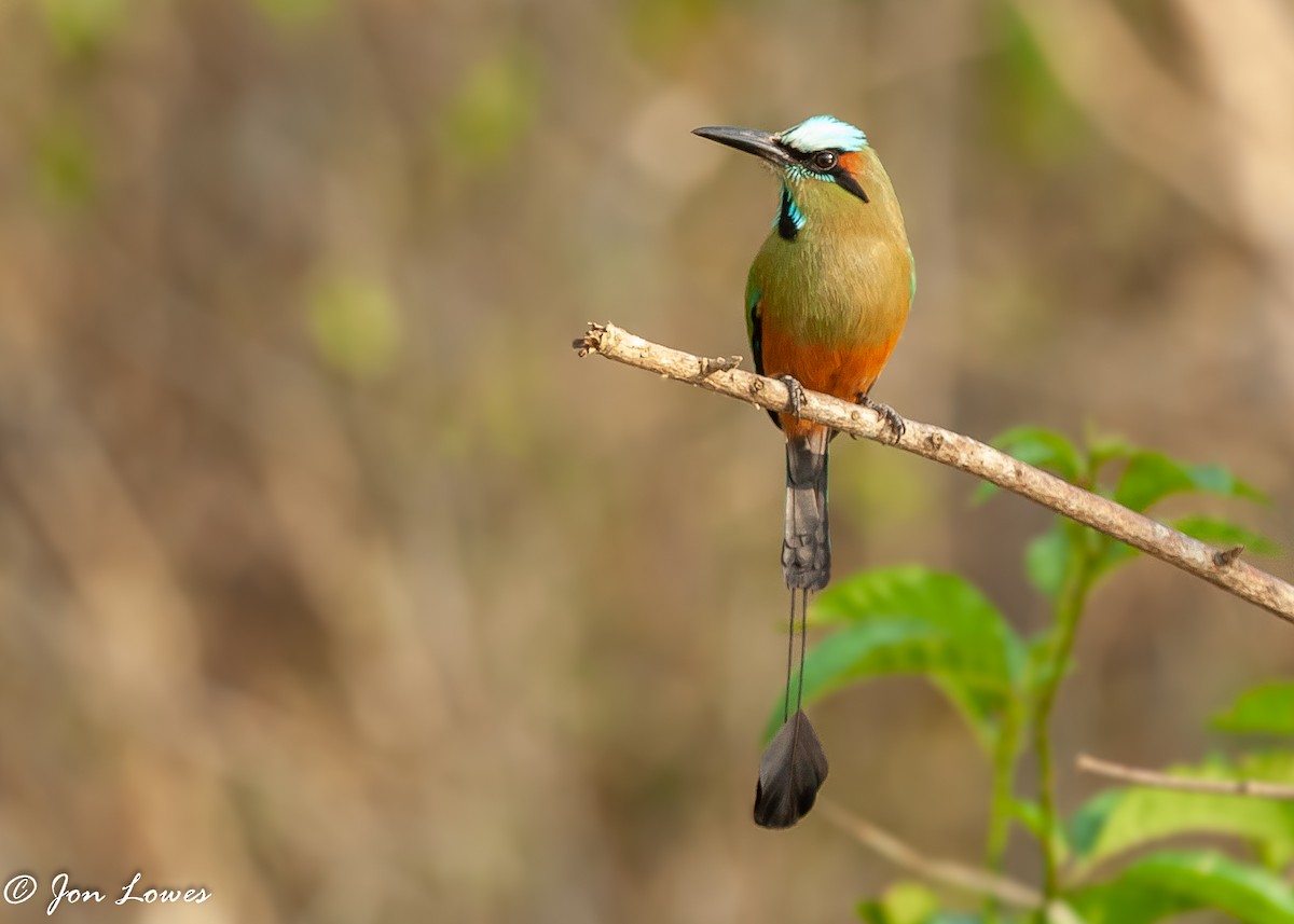 Turquoise-browed Motmot - ML140515001